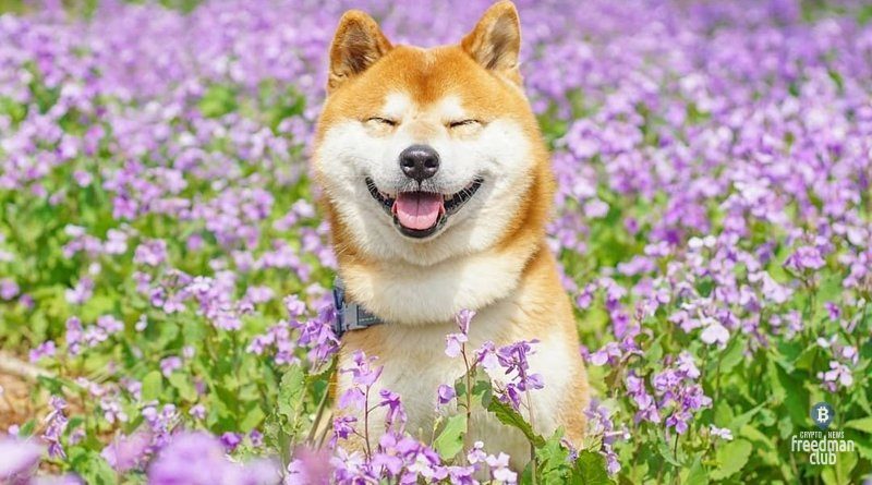 Dogecoin-DOGE-probil-rekordnyj-maksimum-vyshe-$0,7