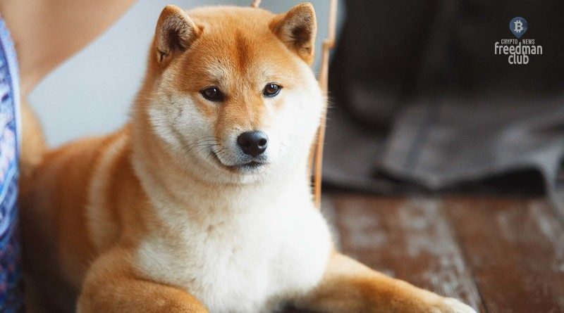 CoinGate budet ispol'zovat' Shiba Inu kak variant oplaty