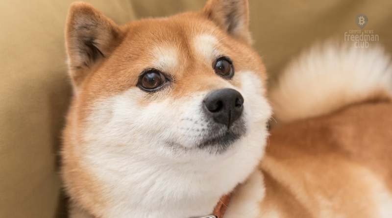 kit-pokupaet-20-trln-tokenov-shiba-inu-za-113-mlrd-dogecoin